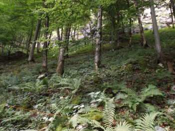 habitat of Salamandra atra atra - Austria